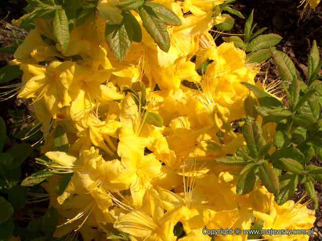 Rhododendron (Knaphill-Exbury) 'Anneke'  - large-flowered azaleas odm. 'Anneke' 
