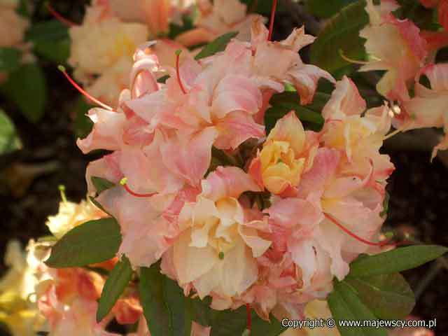 Rhododendron (Knaphill) 'Canon’s Double'  - крупноцветущая азалия odm. 'Canon’s Double' 