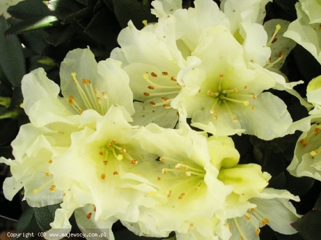 Rhododendron Keiskei 'Golden Wonder'  -  odm. 'Golden Wonder' 