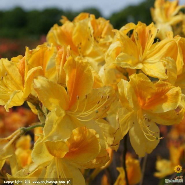 Rhododendron Knap Hill 'Goldtopas'  -  odm. 'Goldtopas' 