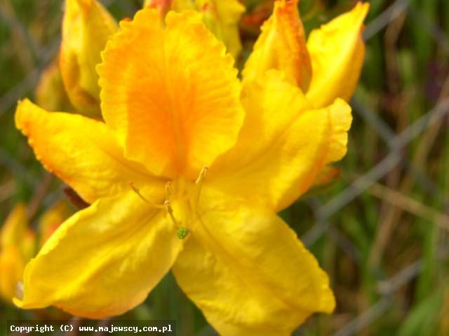 Rhododendron (Knaphill-Exbury) 'Limetta'  - azalia wielkokwiatowa odm. 'Limetta' 