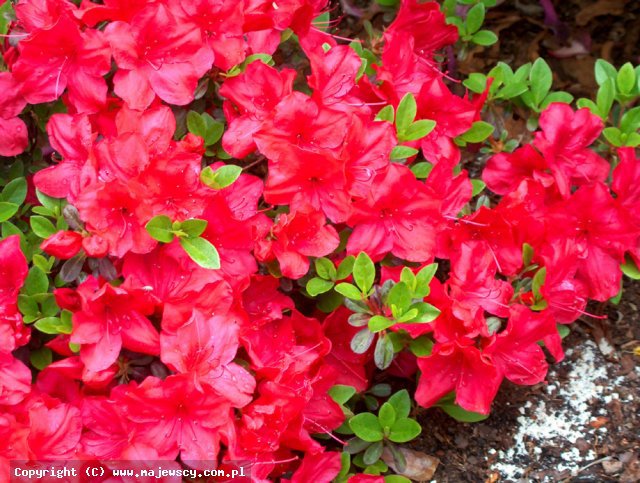 Rhododendron obtusum 'Muttertag'  - azalia japońska odm. 'Muttertag' 