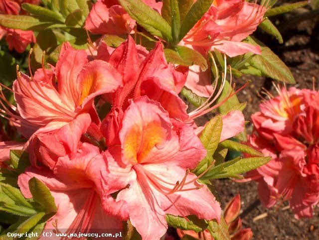 Rhododendron (Knaphill) 'Pink Delight'  - крупноцветущая азалия odm. 'Pink Delight' 