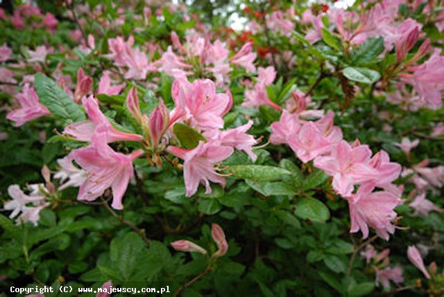 Rhododendron viscosum 'Pink Mimosa'  -  odm. 'Pink Mimosa' 