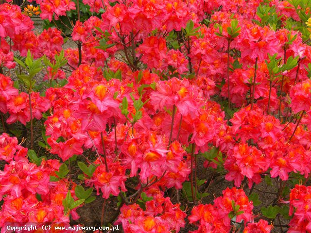 Rhododendron (Knaphill-Exbury) 'Juanita'  - large-flowered azalea odm. 'Juanita' 
