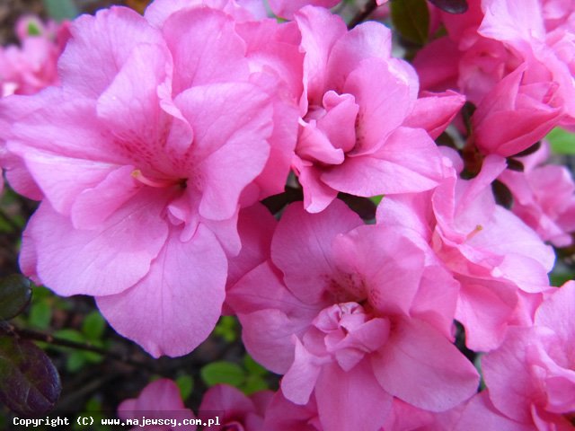 Rhododendron obtusum 'Rokoko'  - azalia japońska odm. 'Rokoko' 