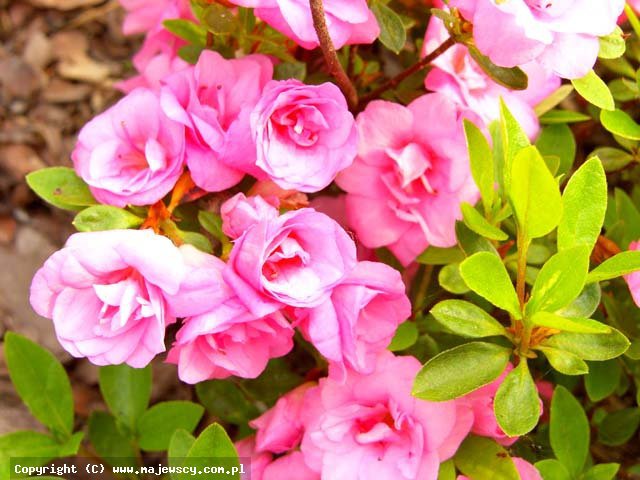 Rhododendron obtusum 'Rosebud'  -  odm. 'Rosebud' 