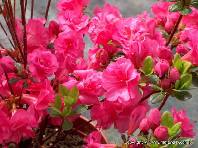 Rhododendron obtusum 'Rosinetta' ® - japanese azalea odm. 'Rosinetta' ®