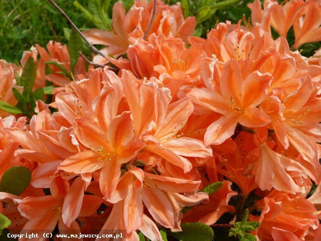 Rhododendron mollis 'Spek's Orange'  - large-flowered azaleas odm. 'Spek's Orange' 