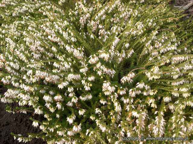Erica carnea 'Springwood White'  - spring heath odm. 'Springwood White' 