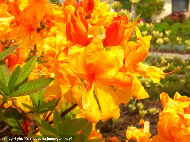 Rhododendron (Knaphill-Exbury) 'Sunte Nectarine'  - large-flowered azaleas odm. 'Sunte Nectarine' 