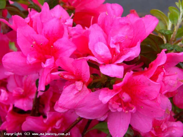 Rhododendron obtusum 'Tootsie'  -  odm. 'Tootsie' 
