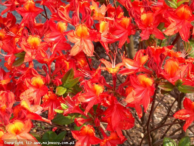 Rhododendron 'Tunis'  - крупноцветущая азалия odm. 'Tunis' 
