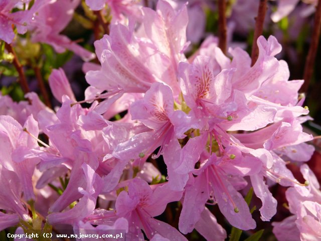 Rhododendron x canadense 'Western Lights'  -  odm. 'Western Lights' 