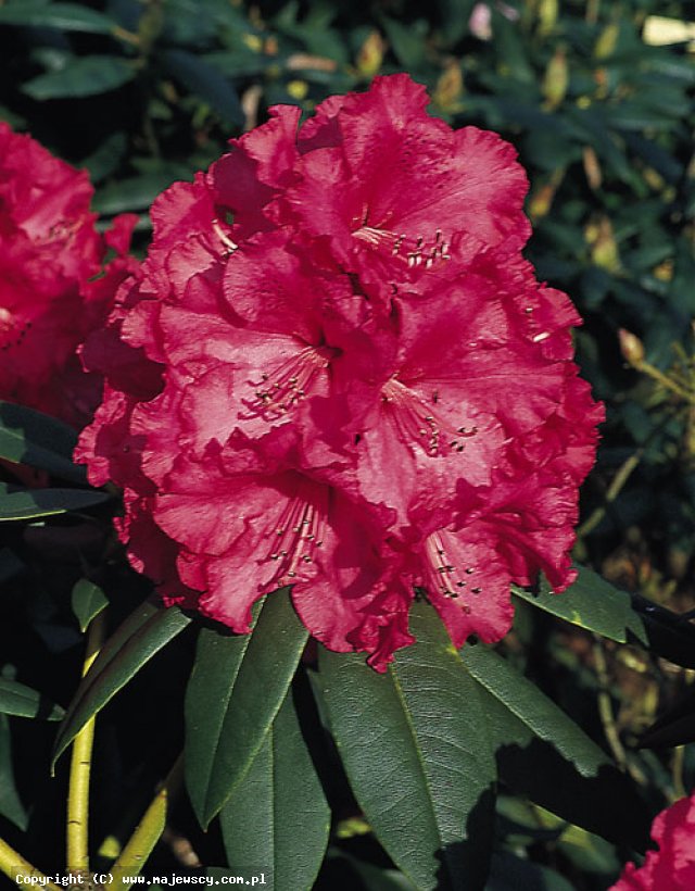 Rhododendron hybride 'Andantino'  - różanecznik wielkokwiatowy odm. 'Andantino' 