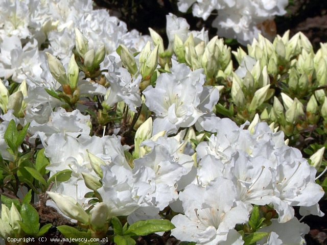Rhododendron obtusum 'Feenkissen'  -  odm. 'Feenkissen' 