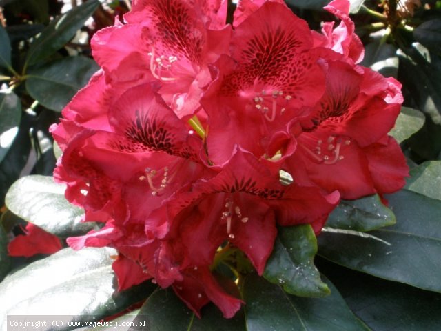 Rhododendron hybride 'Cherry Kiss'  -  odm. 'Cherry Kiss' 