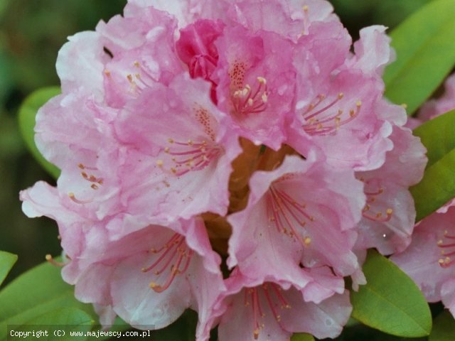 Rhododendron yakushimanum 'Doc'  - różanecznik jakuszimański odm. 'Doc' 