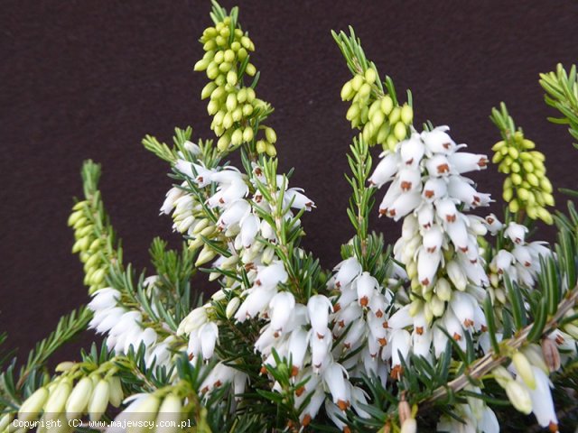 Erica carnea 'Isabell'  - spring heath odm. 'Isabell' 