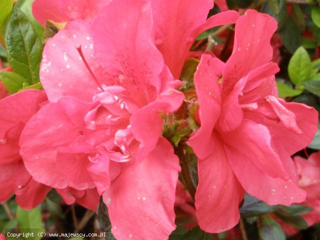 Rhododendron obtusum 'Florida'  - azalia japońska odm. 'Florida' 