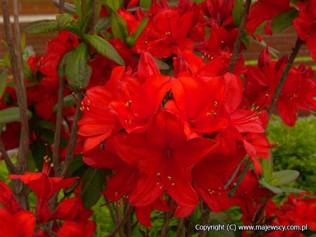 Rhododendron (Knaphill-Exbury) 'Nabucco'  - large-flowered azaleas odm. 'Nabucco' 