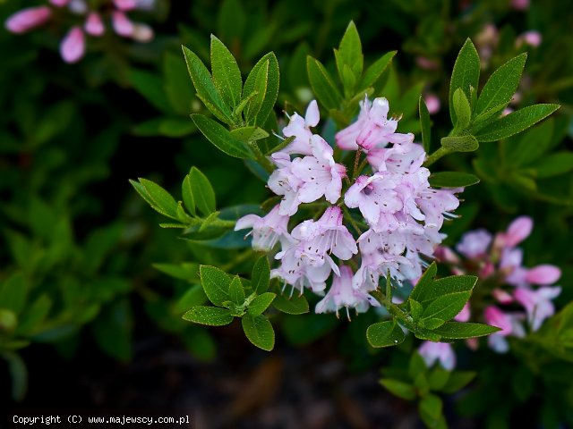 Rhododendron micranthum 'Nugget Pink'  - różanecznik drobnokwiatkowy odm. 'Nugget Pink' 