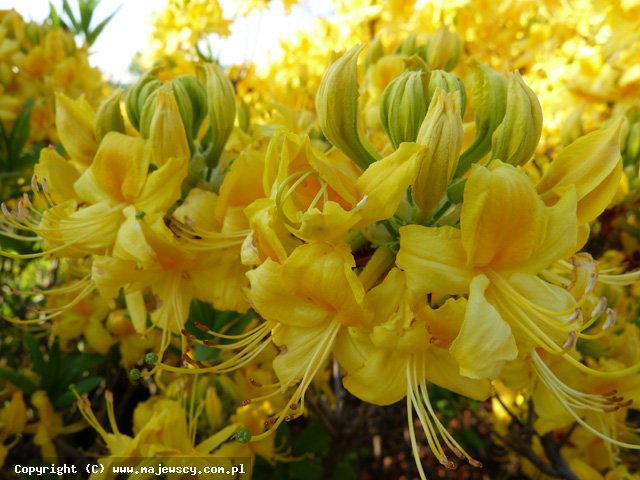 Rhododendron luteum 'Pontica'  -  odm. 'Pontica' 