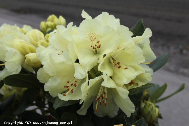 Rhododendron wardii 'Graf Lennart'  - рододендрон odm. 'Graf Lennart' 