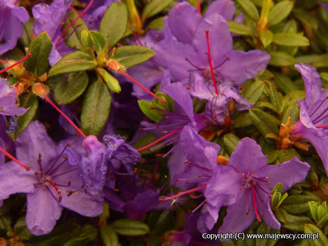 Rhododendron impeditum 'St. Merryn'  - рододендрон карликовый odm. 'St. Merryn' 