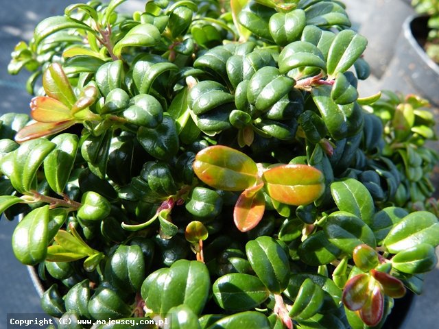 Vaccinium vitis-idaea 'forma karłowa'  - брусника обыкновенная odm. 'forma karłowa' 