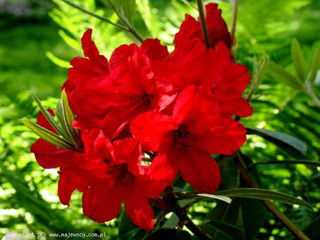 Rhododendron hybride 'Vulkan Flame'  -  odm. 'Vulkan Flame' 