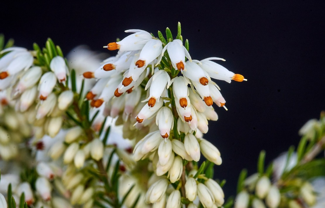 Erica carnea Isabell