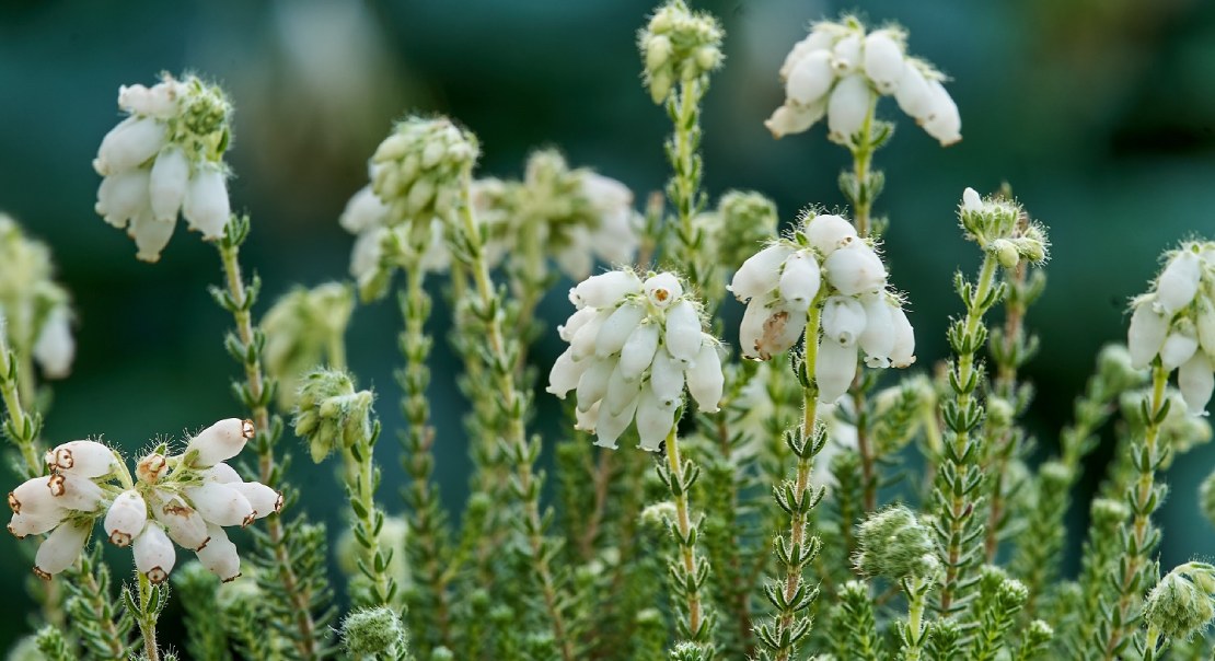 Erica tetralix Alba