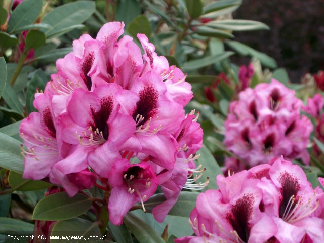 Rhododendron hybride 'Kokardia'  - różanecznik wielkokwiatowy odm. 'Kokardia' 