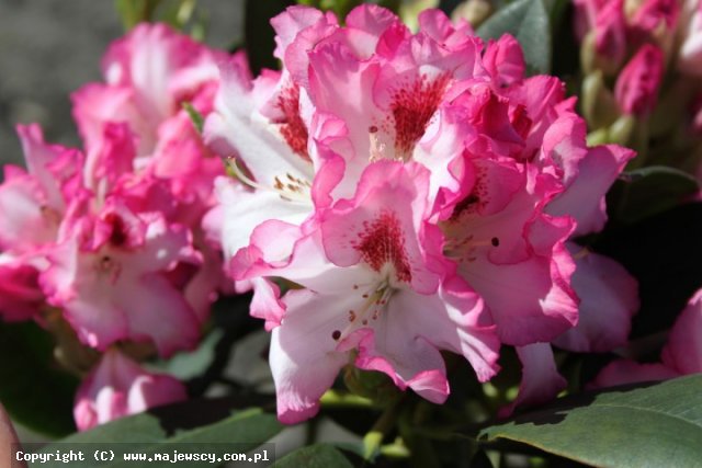 Rhododendron catawbiense 'Hachmann's Charmant'  - catawba rosebay odm. 'Hachmann's Charmant' 