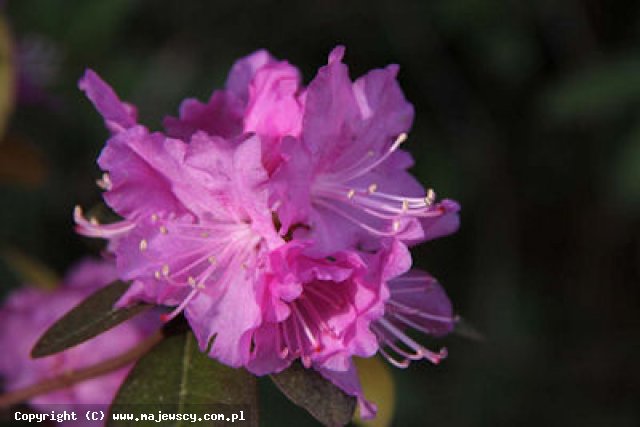 Rhododendron dauricum 'Regal'  - różanecznik dahurski odm. 'Regal' 