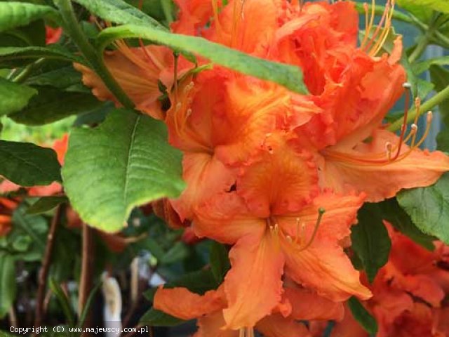 Rhododendron (Knap Hill) 'Hotspur Red'  - азалия крупноцветковая odm. 'Hotspur Red' 