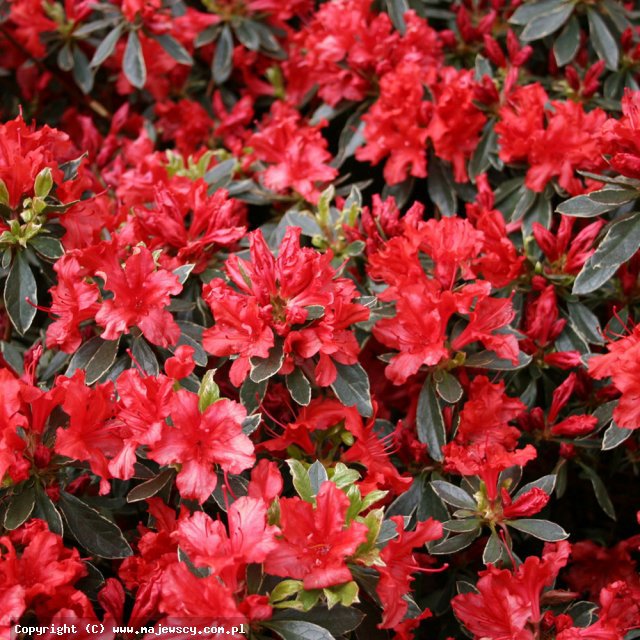Rhododendron obtusum 'Hot Shot Variegated'  - azalia japońska odm. 'Hot Shot Variegated' 