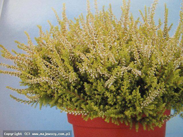 Calluna vulgaris 'Anouk' ® - вереск обыкновенный odm. 'Anouk' ®