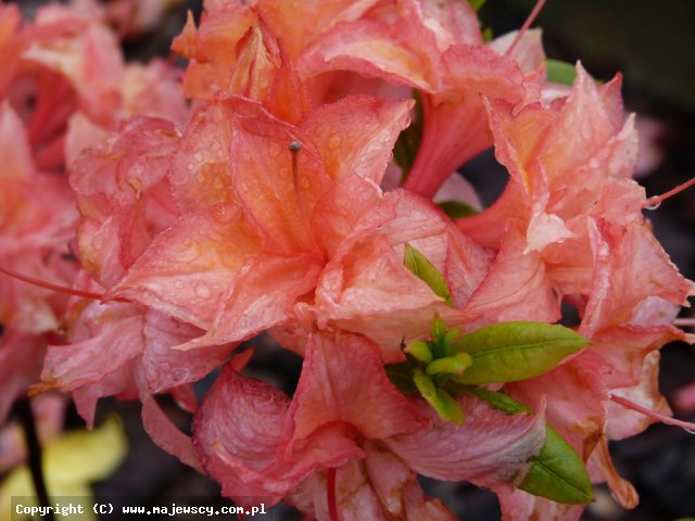 Rhododendron (Knaphill) 'Arista'  - azalia wielkokwiatowa odm. 'Arista' 