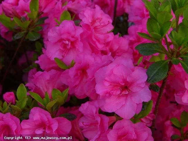 Rhododendron obtusum 'Babuschka' ® - azalia japońska odm. 'Babuschka' ®