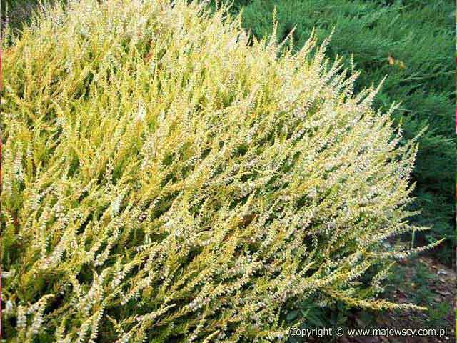 Calluna vulgaris 'Beoley Gold'  - wrzos pospolity odm. 'Beoley Gold' 