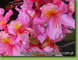 Rhododendron (Knaphill) 'Berryrose'  - azalia wielkokwiatowa odm. 'Berryrose' 