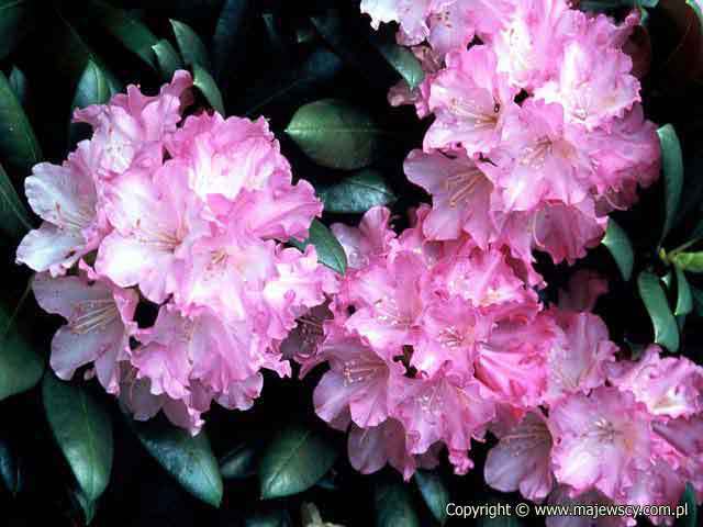 Rhododendron yakushimanum 'Bluerettia'  - różanecznik jakuszimański odm. 'Bluerettia' 