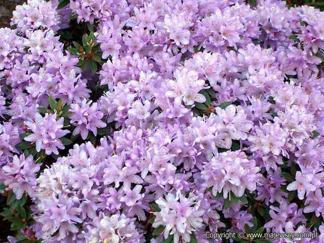 Rhododendron impeditum 'Buchlovice'  - рододендрон карликовый odm. 'Buchlovice' 