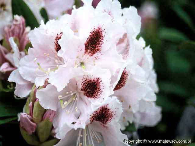 Rhododendron hybride 'Calsap'  - różanecznik wielkokwiatowy odm. 'Calsap' 