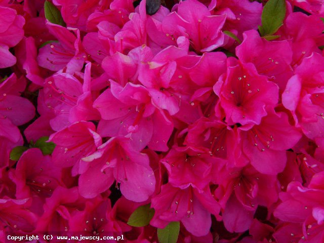 Rhododendron obtusum 'Canzonetta'  - azalia japońska odm. 'Canzonetta' 