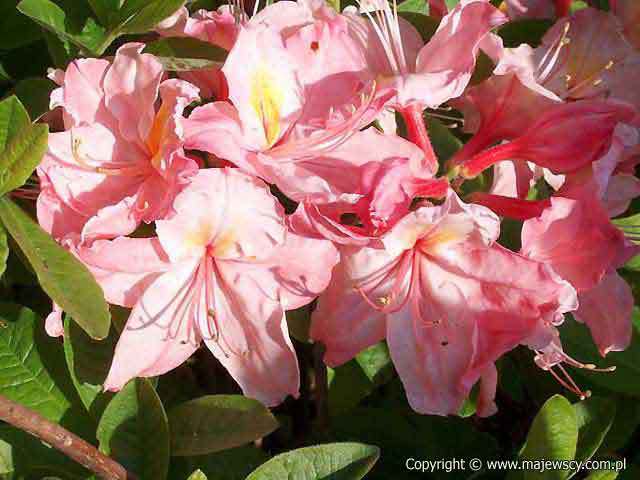 Rhododendron (Knaphill-Exbury) 'Cecile'  - azalia wielkokwiatowa odm. 'Cecile' 