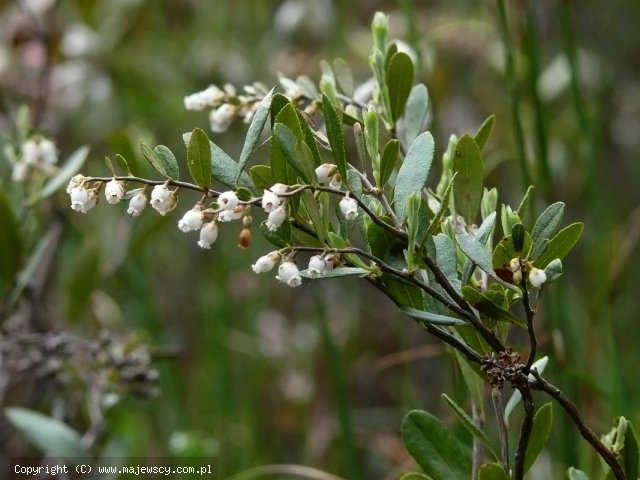 Chamaedaphne calyculata 'Chamedaphne calyculata'  - chamedafne północna odm. 'Chamedaphne calyculata' 