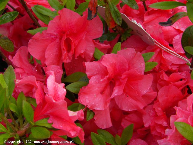 Rhododendron obtusum 'Cherie'  - azalia japońska odm. 'Cherie' 